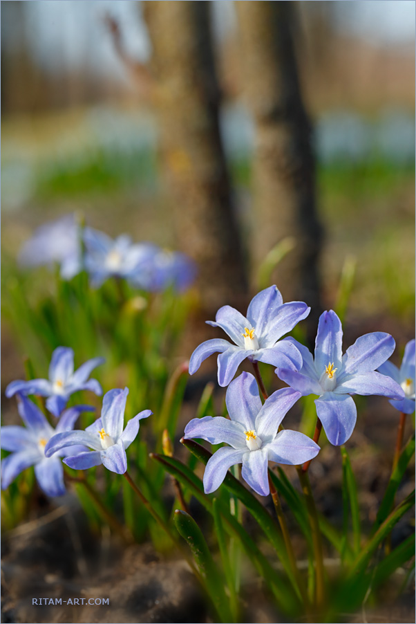 Spring-Flowers_9-May_Ritam-W