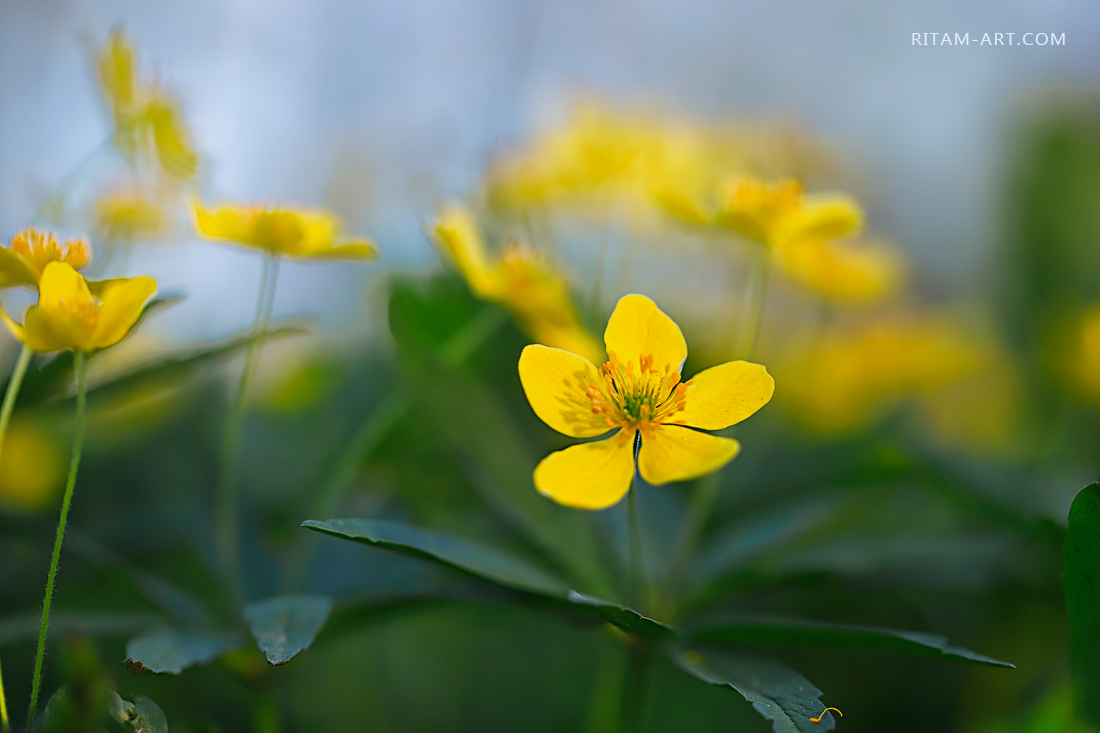 Spring-Tenderness_Ritam-W