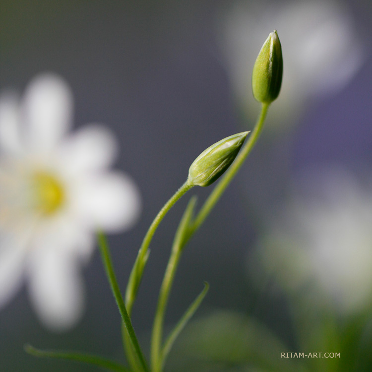 Spring-Tenderness_Ritam-sm