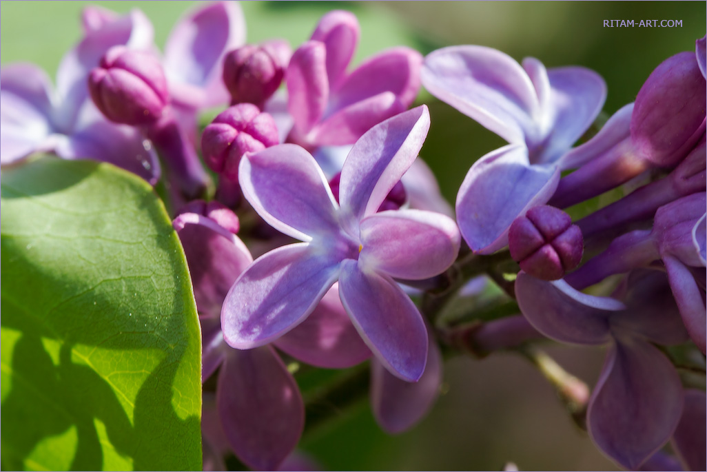 Spring_Flower-of_-Luck_Lilac_Ritam-W