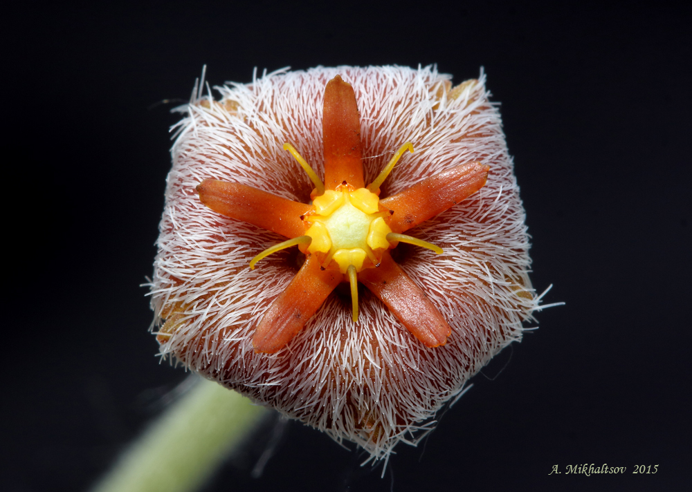 Stapelia-erectiflora_1000pcs