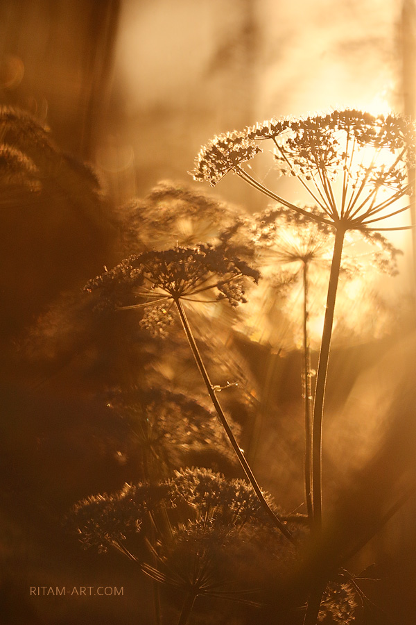 Summer-Nocturne_Ritam-W