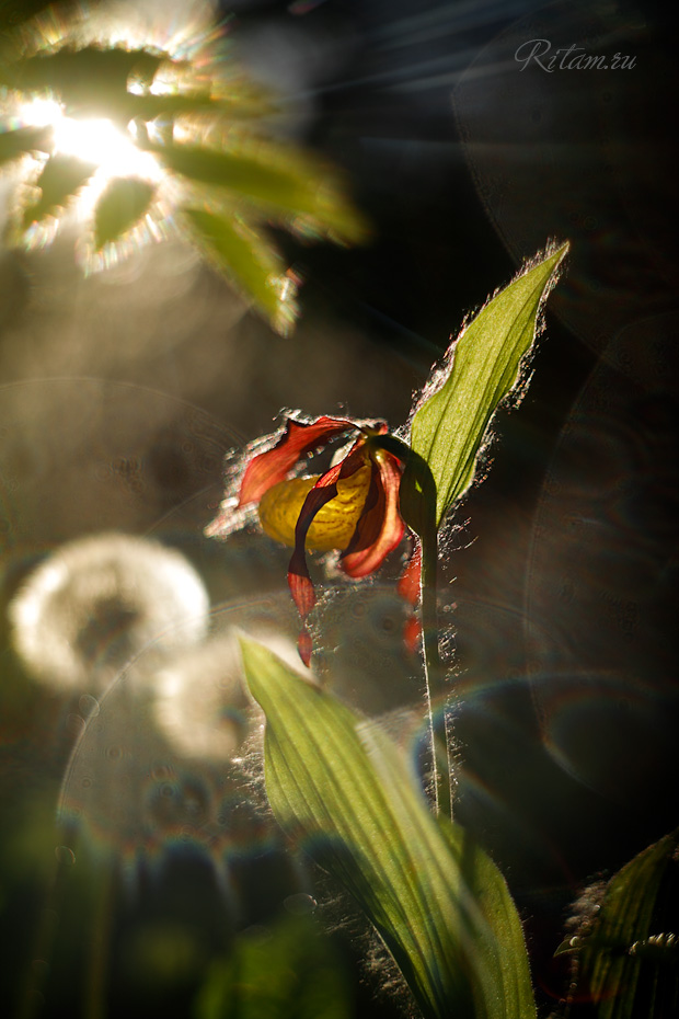 Sun-Bathing_-_Ritam_W