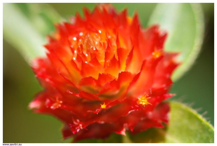 Supramental_noe_bessmertie