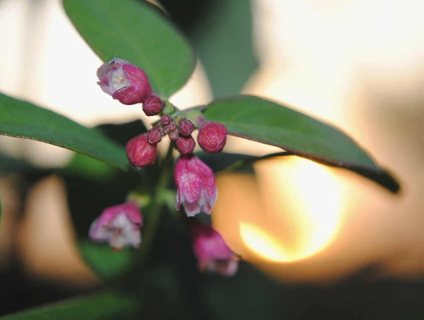 Symphoricarpos_Albus_8_
