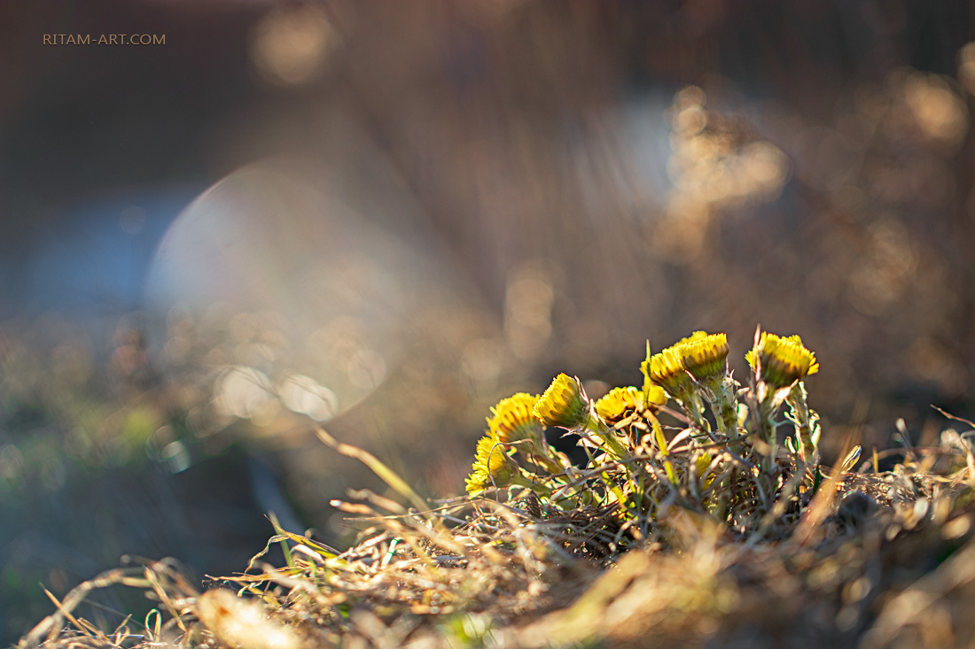 The-First-Born-of-Spring-2_Ritam-W