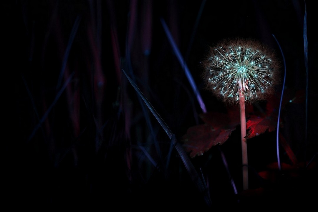 Tsveta3_Fedorovskiy_gena1961_mail_ru