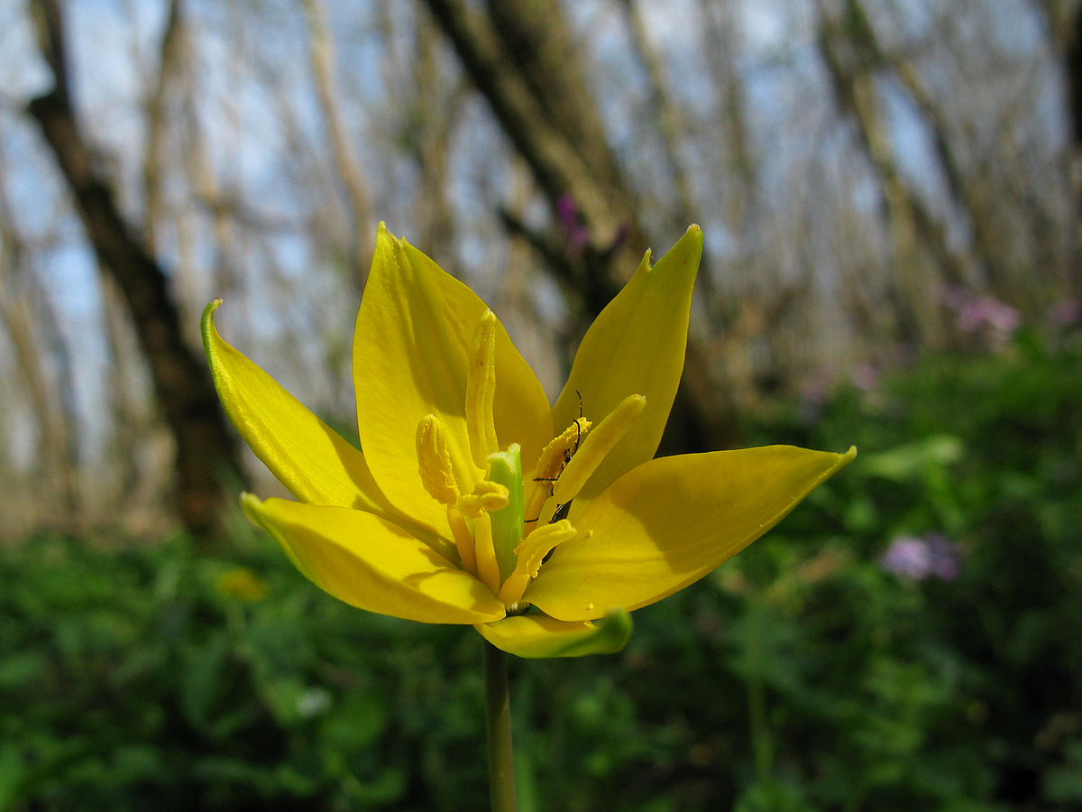 Tulipa_biebersteiniana_UIA