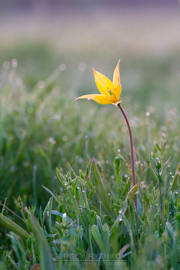 Tulipa_quercetorum_02