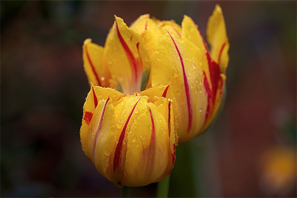 VVA_6355