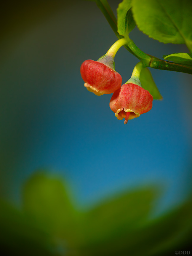 Vaccinium_myrtillus01