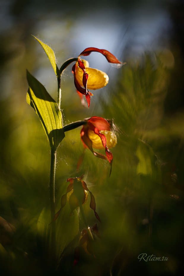 Veneriny_bashmachki_-_Ritam_W