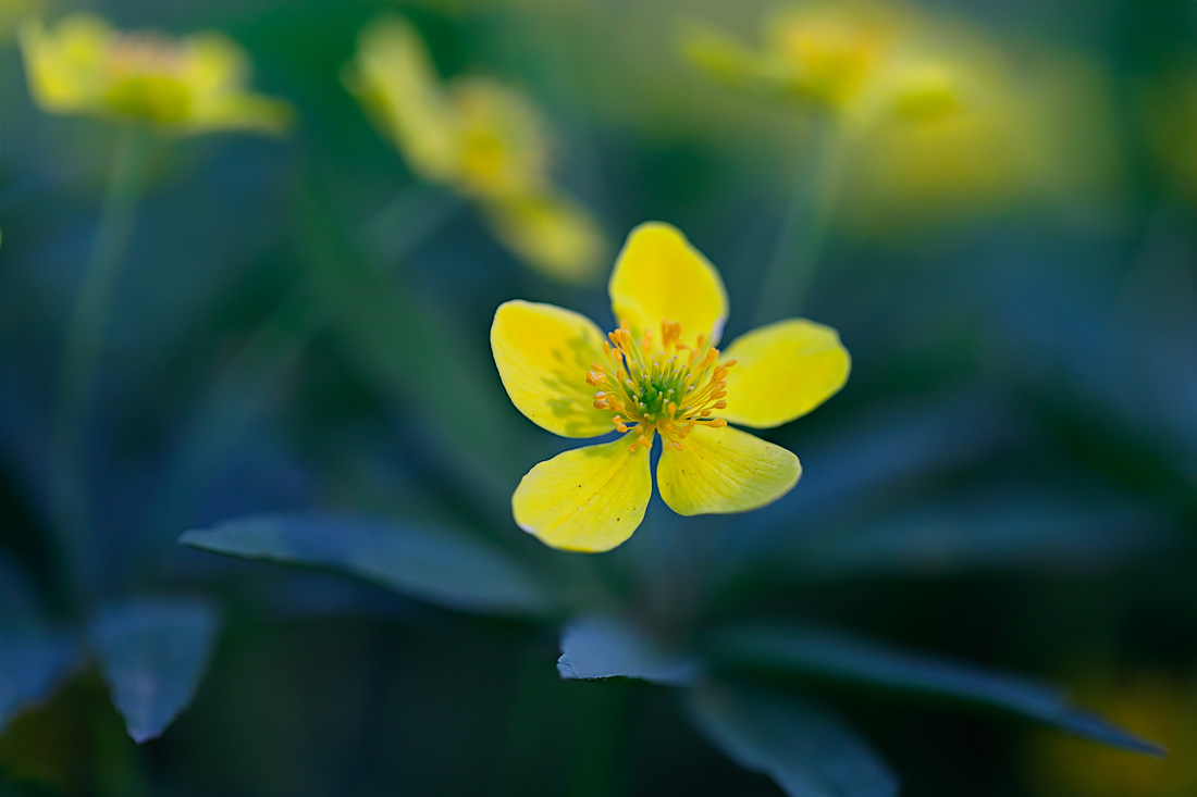 Vesenniy-impressionizm_Ritam-W