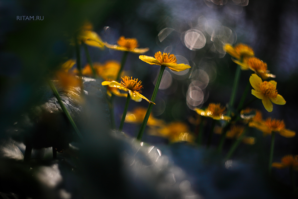 Vesna_-_vosstanie_sveta_-_Ritam_W