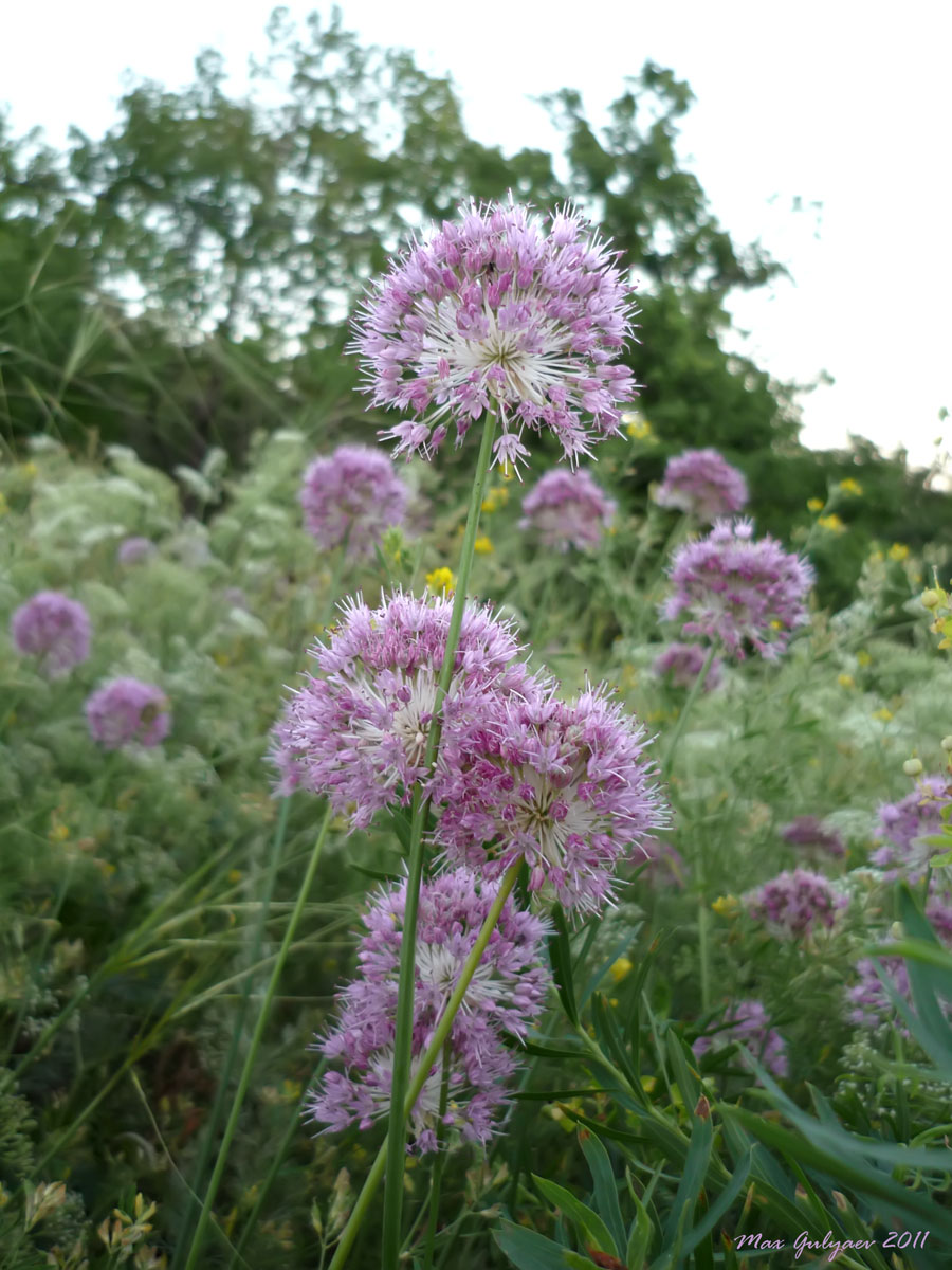 allium_longicuspis