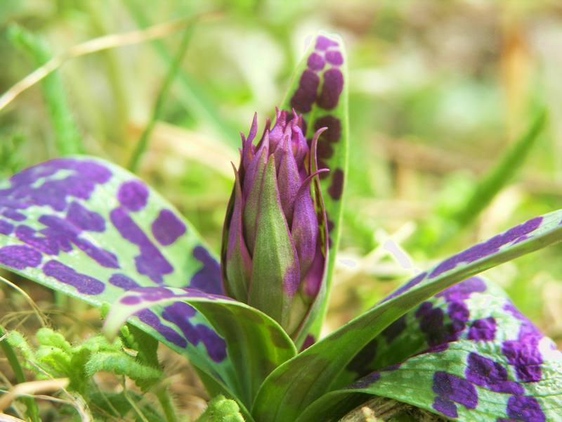 dactylorhiza_aristata_1