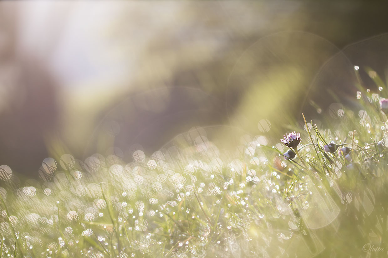 daisies_in_the_dewy_grass