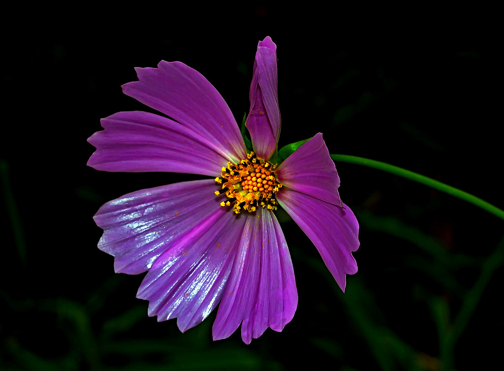 flowe150