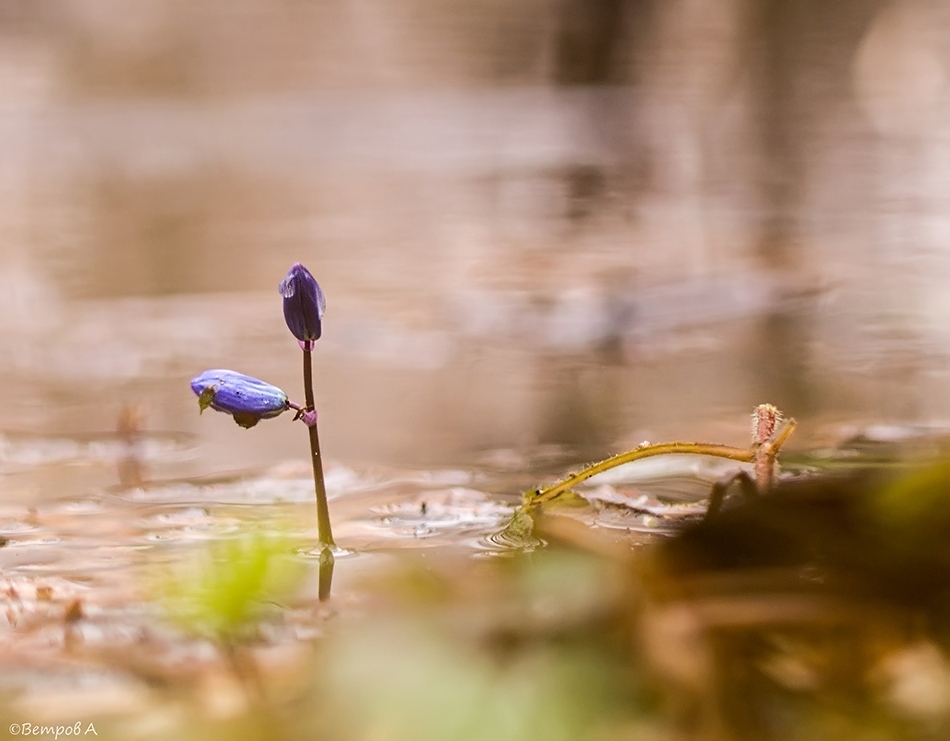 golova_nad_vodoj-res