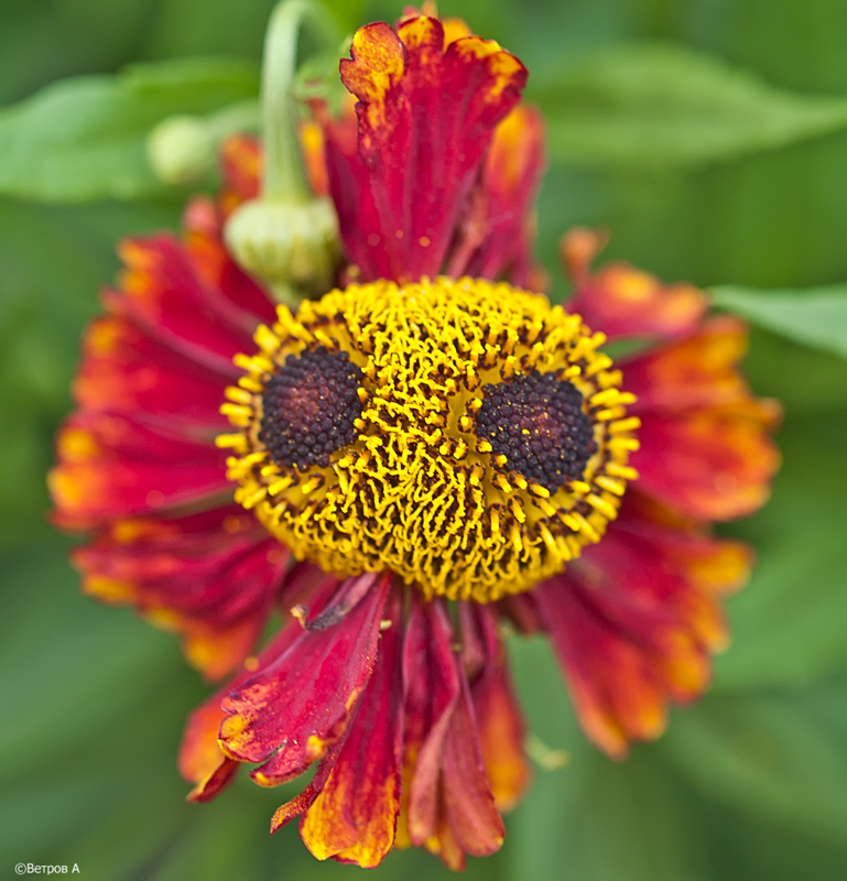 lubov_soedinivshaya_na_vechno-res