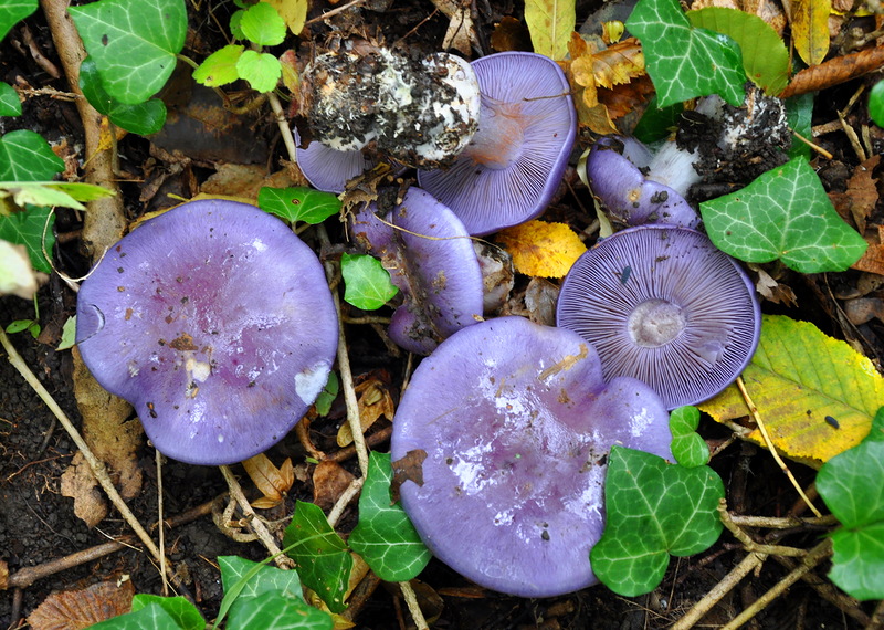 -_Cortinarius_caerulescens_