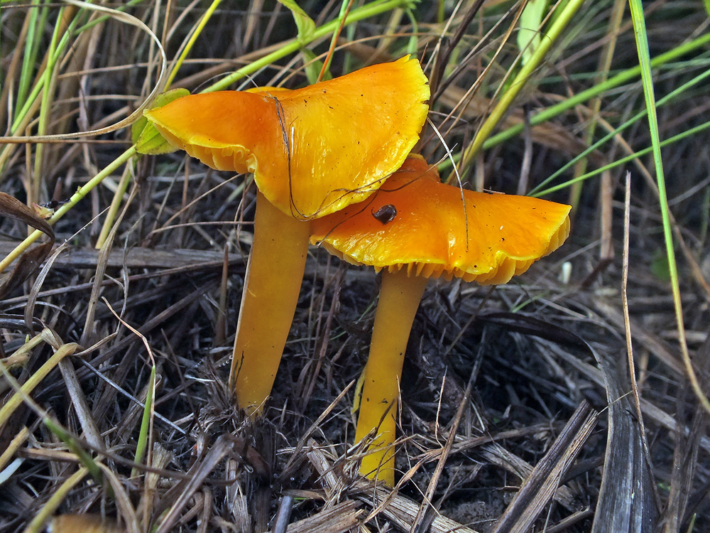 03-171007n9780m2_MoKrO_G30_Hygrocybe_chlorophana