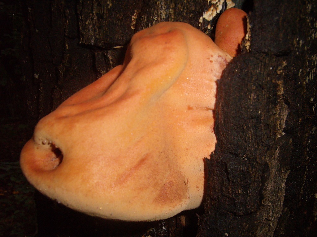 0_5517b_f12373e1_XXL