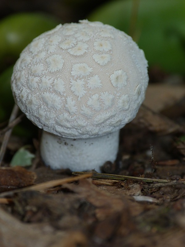 0_966ed_3d8ef20d_-3-XL