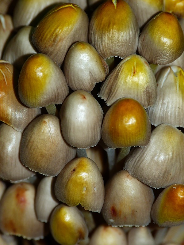 0_97b34_9def10da_-1-XL