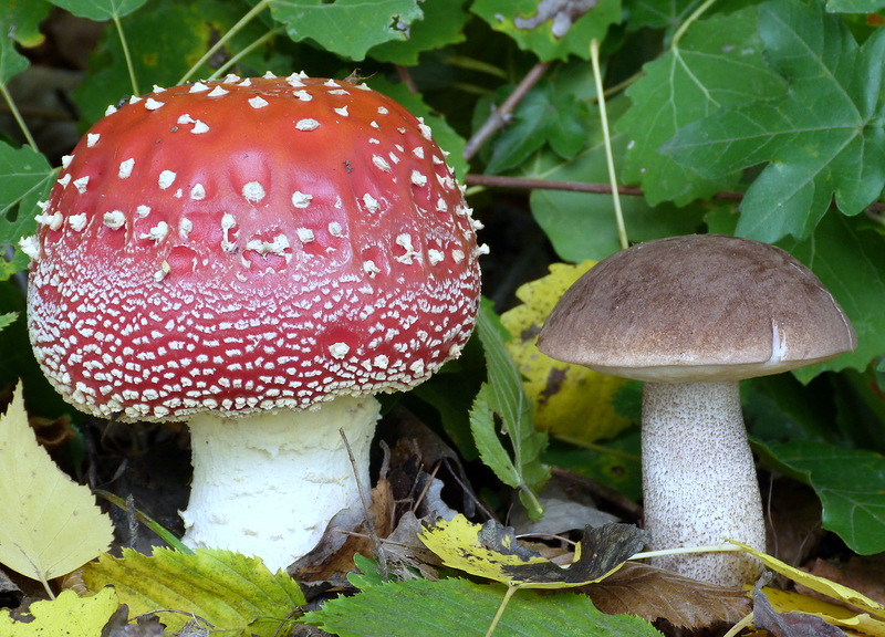 0_9c829_d346f9e7_XXL