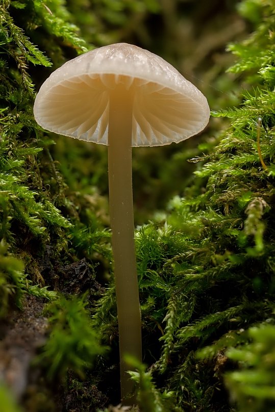 11-10-14_113002_M_A_R_8_S_4