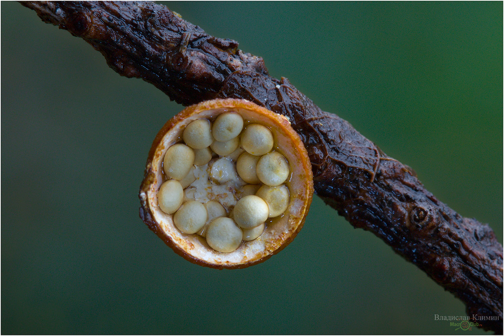 11-12-26_172100_M_B_R_8_S_4