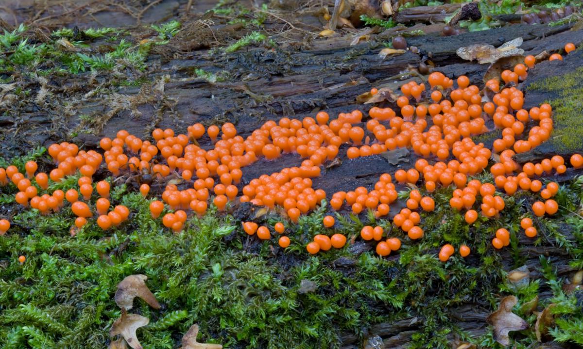 12-09-13_143012_M_A_R_8_S_4