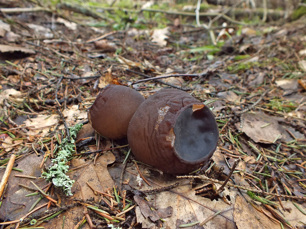 130506n6897m2_MoSoAl_G11_Sarcosoma_globosum