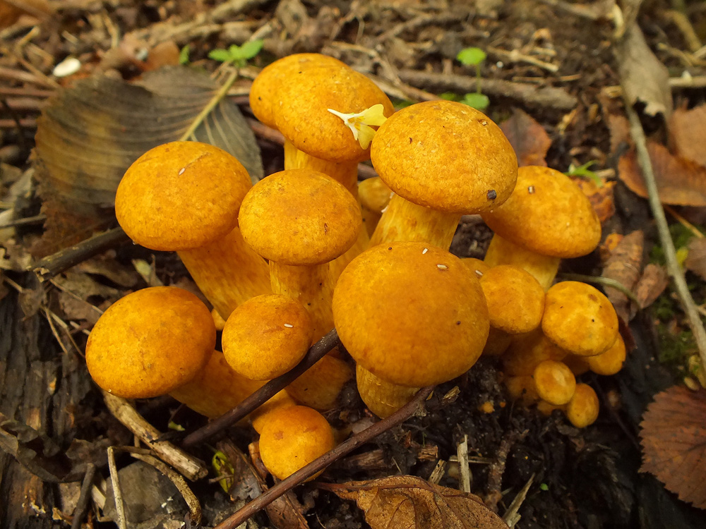 160906n9184m2_MTm_G2_Gymnopilus_junonius