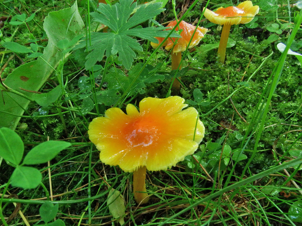 170801n7806m2_G3_Hygrocybe_aurantiosplendens