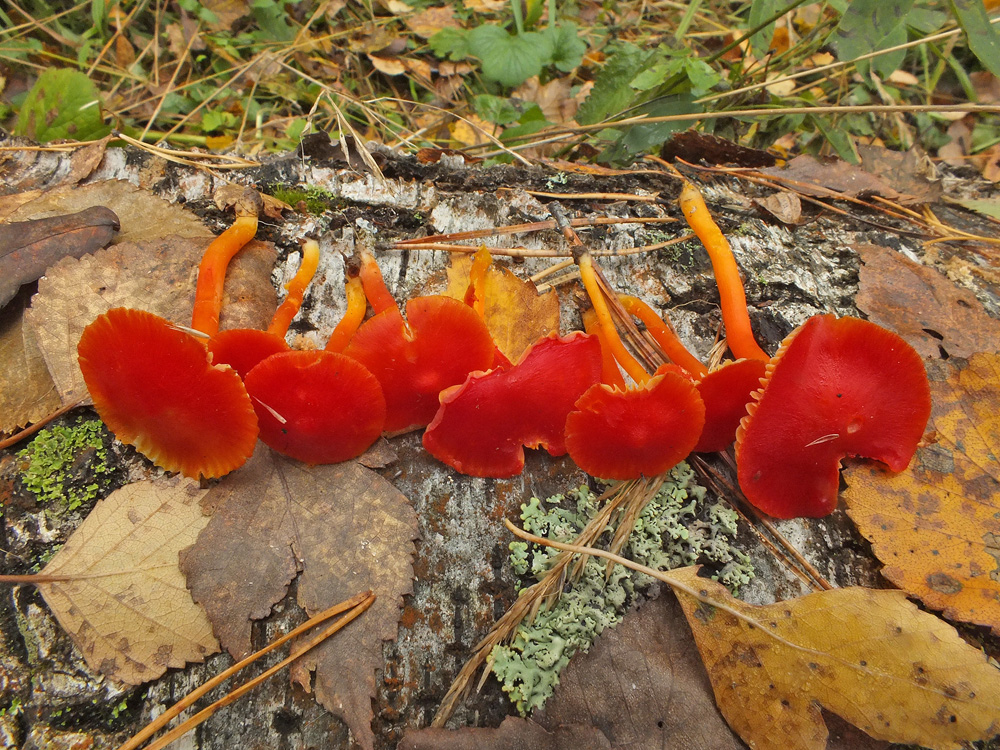 171010n1210m2_MoKrO_G15_Hygrocybe_coccinea