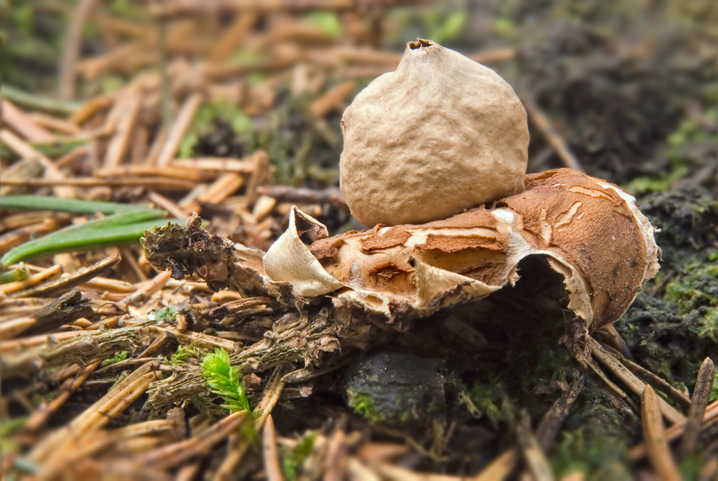 2008_03_11_091_Geastrum_sp_