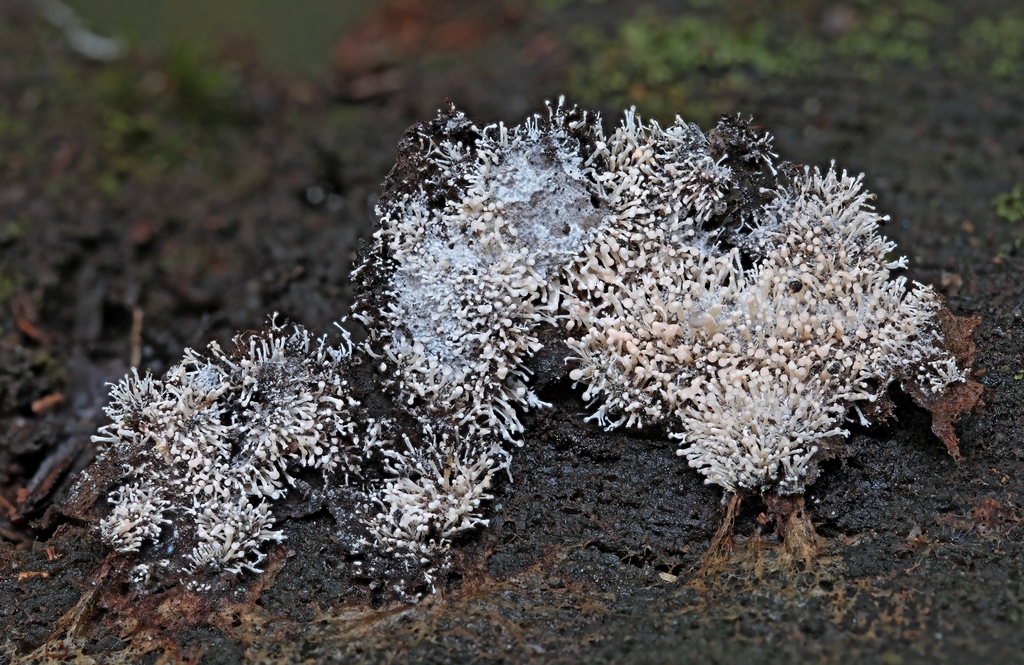 2015-08-03-10_40_36_ZS_PMax