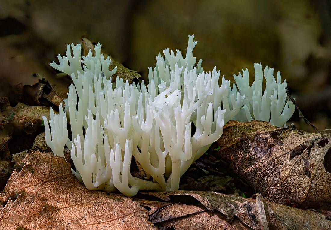 2020-08-12_16-32-07_B_Radius8_Smoothing4_2