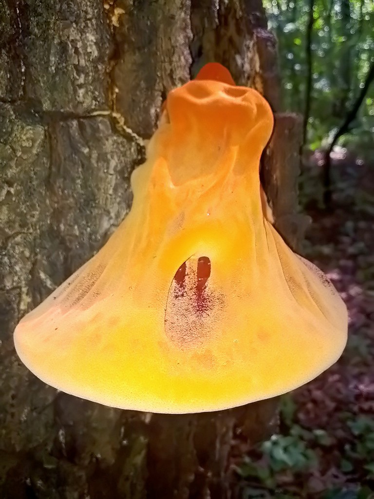 494FFE64-F1F1-42B6-9AED-3C9F1DF89A2C