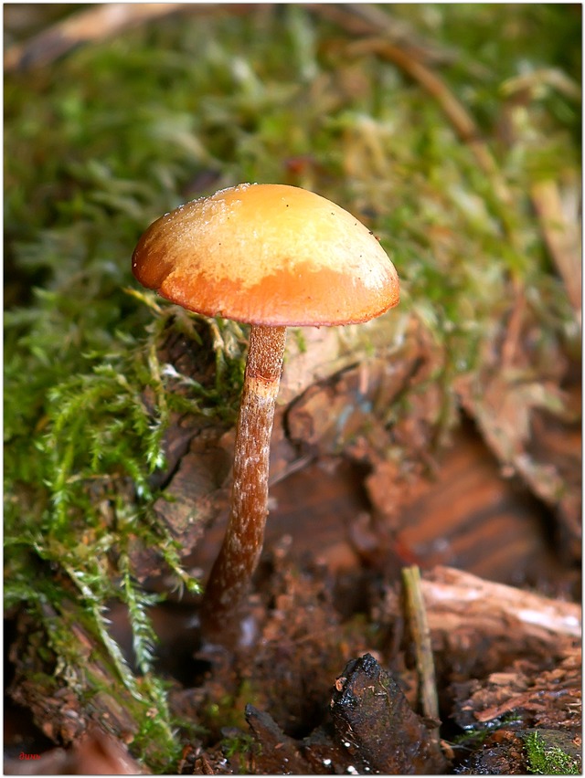 6-