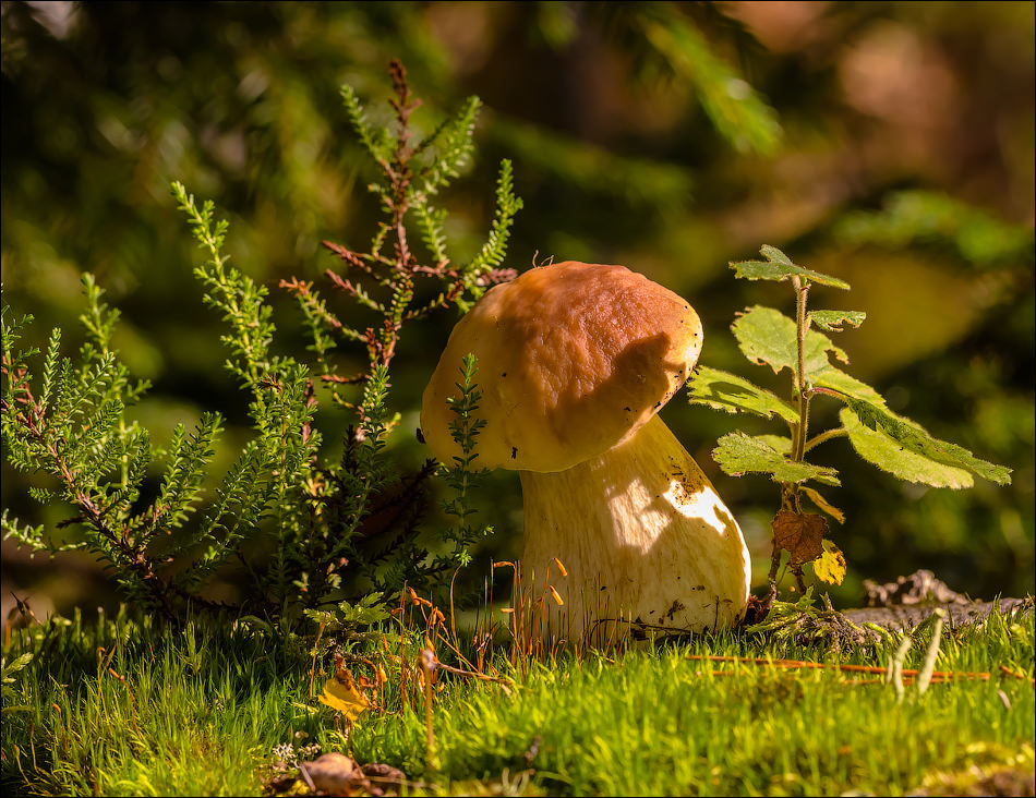 7b131277-6913-11e6-b1a2-ddf850692944_original_2_