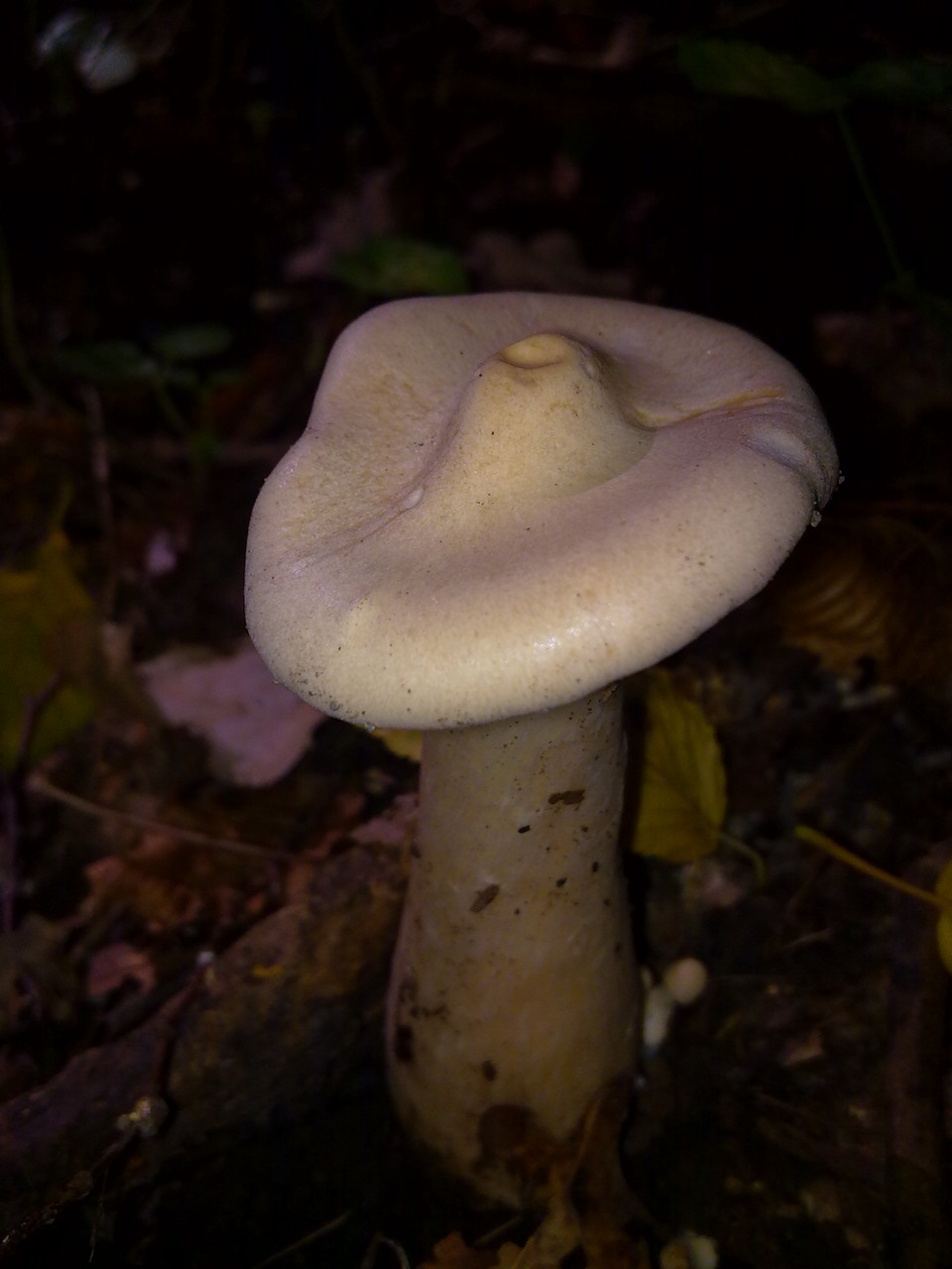 Clitocybe_geotropa