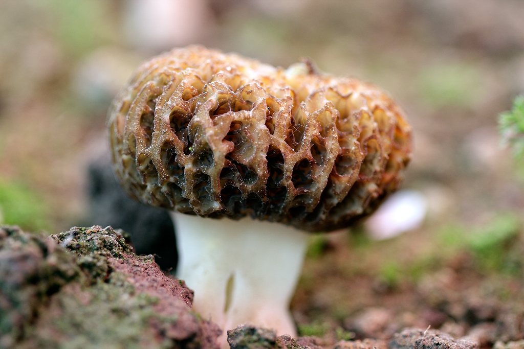 Cmorchok-2011_05_15_6239