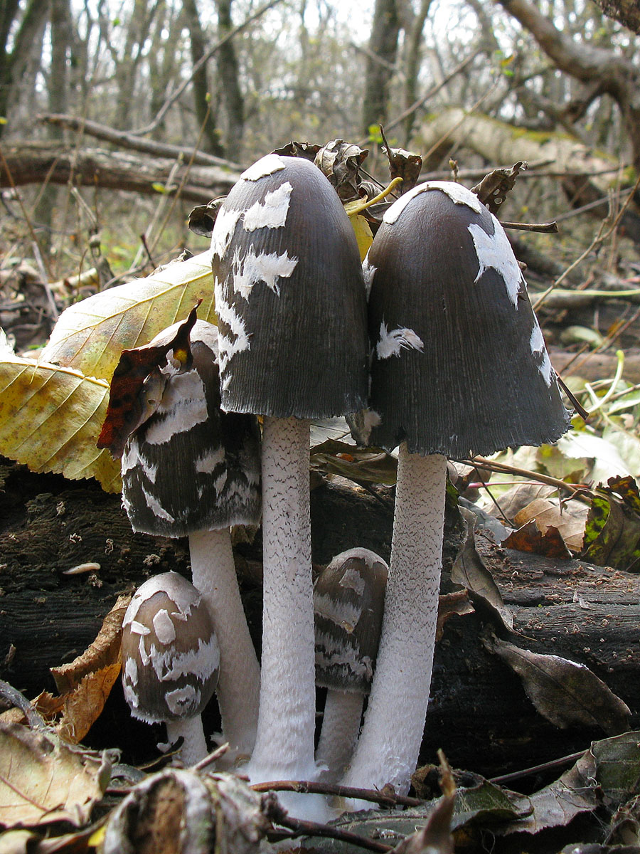 Coprinopsis_picacea_2_UIA_20171112