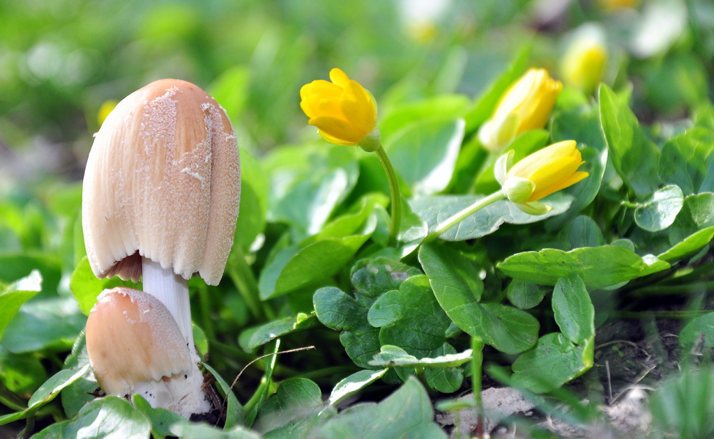 Coprinus_micaceus_
