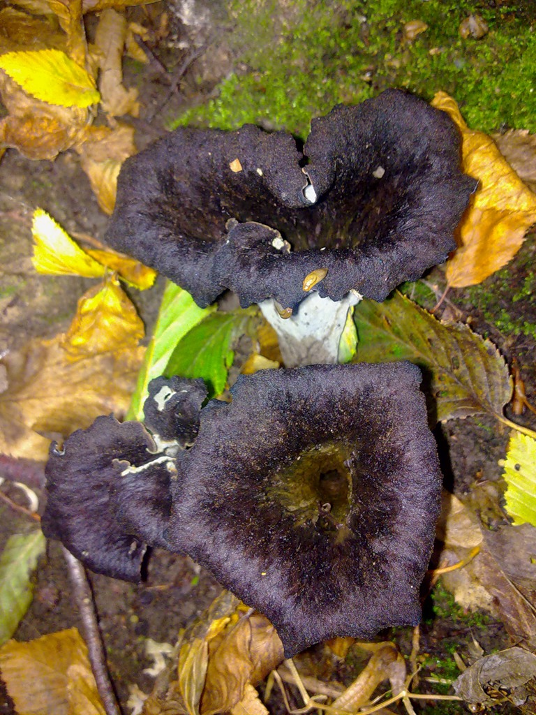 Craterellus_fallax_