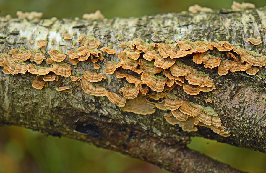DSC_0052_2_1