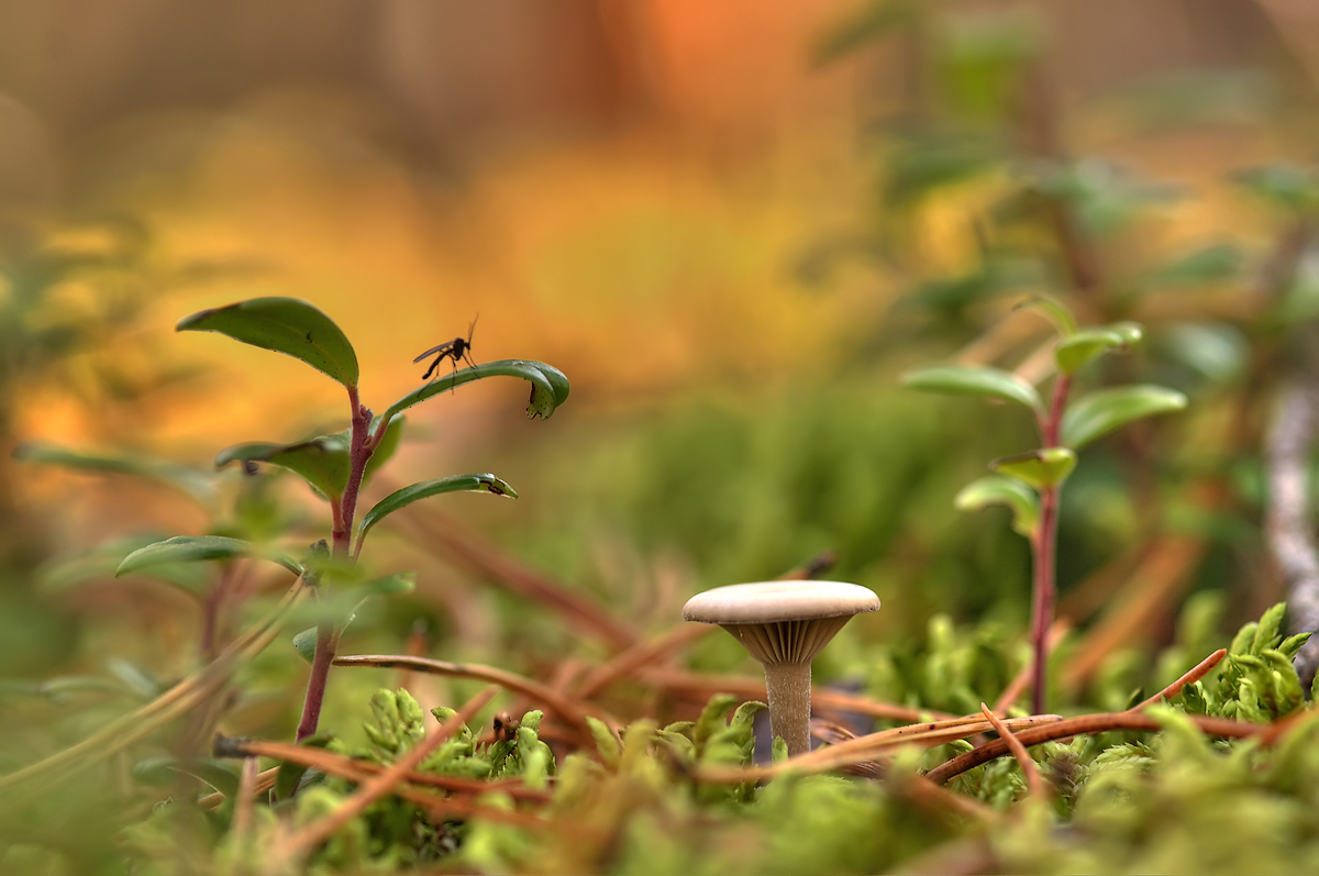 DSC_07435_66_7_8_tonemapped